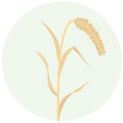 Bajra