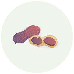 Groundnut