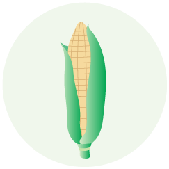 Maize