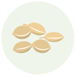 Millet