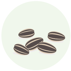 Oil Seeds