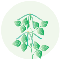 Pulses