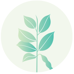 Soybean