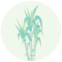 Sugarcane