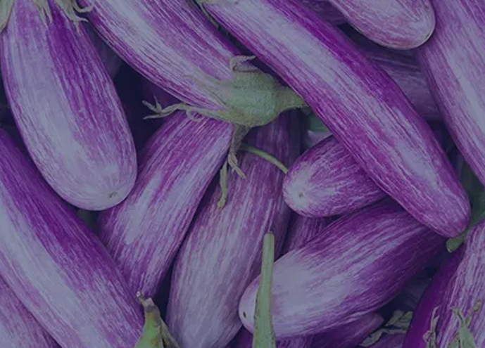 bio insecticides