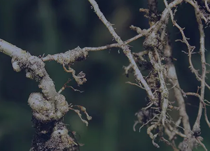 bio nematicide