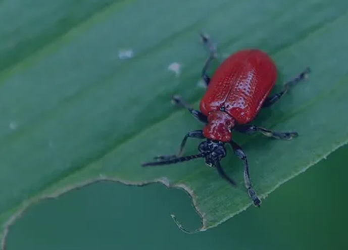 bio pesticides