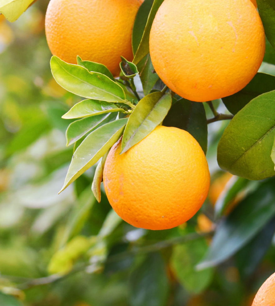 homescience crop quality