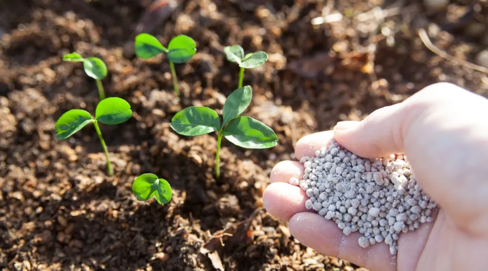 Plant Nutrient Absorption