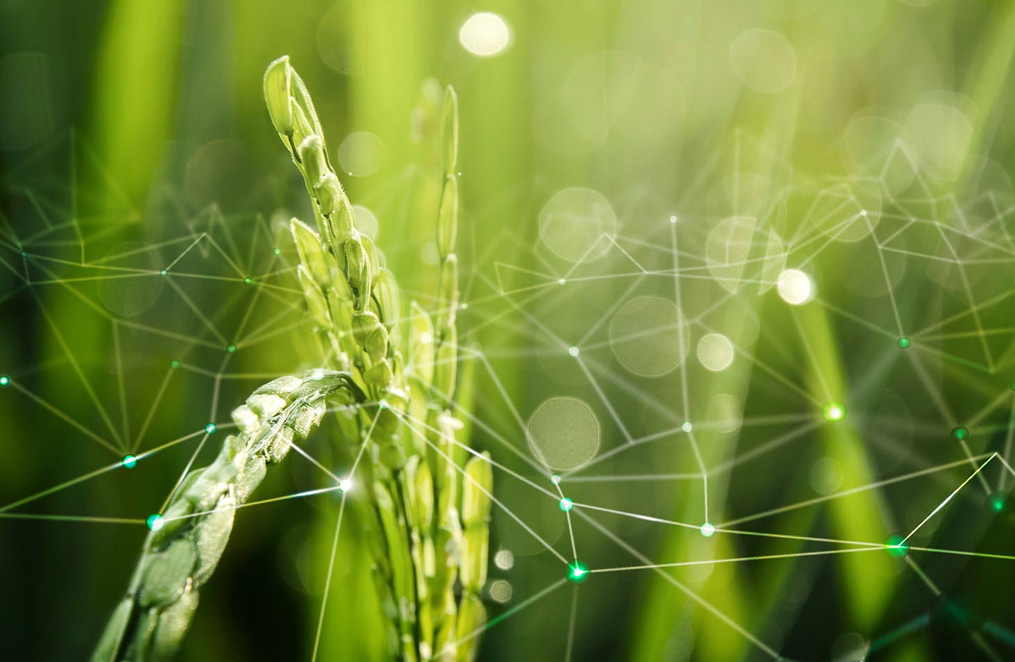 sustainable agricultural solutions